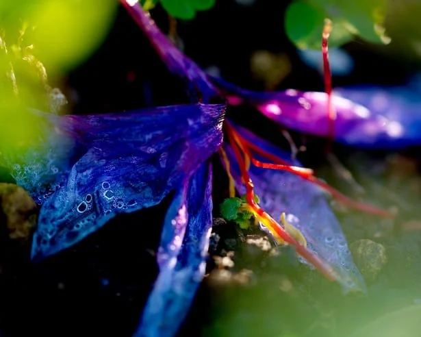 Beginning of saffron harvest from Mahneshan farms , The beginning of saffron harvest from farms, Saffron harvest, Saffron cultivation, Economic prosperity in saffron, Medicinal plants, Mahneshan saffron, Saffron harvest from Mahneshan farms, Saffron from Mahneshan farms