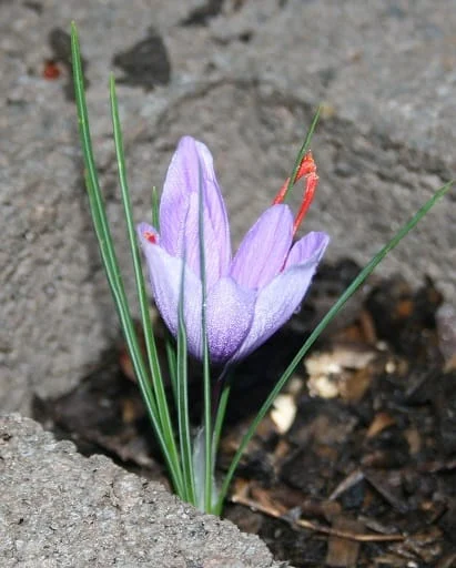 Added value of Iranian saffron more than wheat , Added value of Iranian saffron, Saffron harvest, Saffron cultivation, Economic prosperity in saffron, Medicinal plants, Added value of saffron, Iranian saffron more than wheat, Iranian saffron