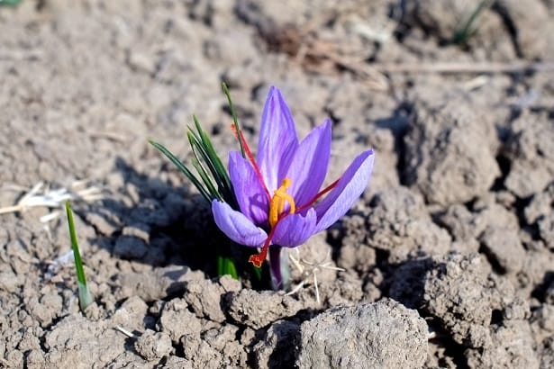 30% increase in saffron production in Izeh city , 30% increase in saffron production in Izeh, saffron harvest, saffron cultivation, economic prosperity in saffron, medicinal plants, increase in saffron production in Izeh city, saffron production in Izeh city, Iranian saffron