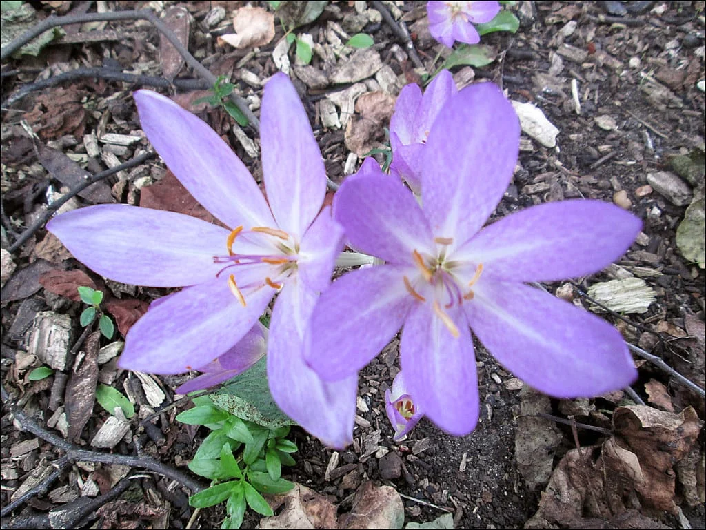 Saffron crocin increases plasma oxygen release by 80% , Saffron crocin, Saffron harvest, Saffron cultivation, Economic prosperity in saffron, Medicinal plants, Plasma oxygen saffron crocin, Plasma oxygen saffron, Iranian saffron