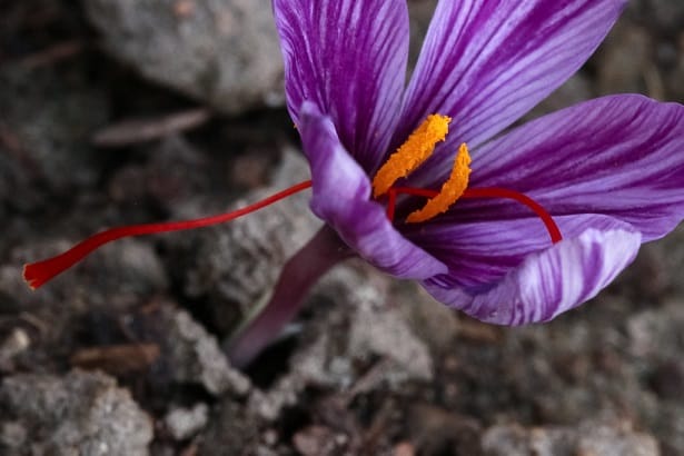 Normalization of red gold (saffron) export process , Normalization of red gold export trend, Saffron harvest, Saffron cultivation, Economic prosperity in saffron, Medicinal plants, Normalization of saffron export trend, Red gold export, Iranian saffron