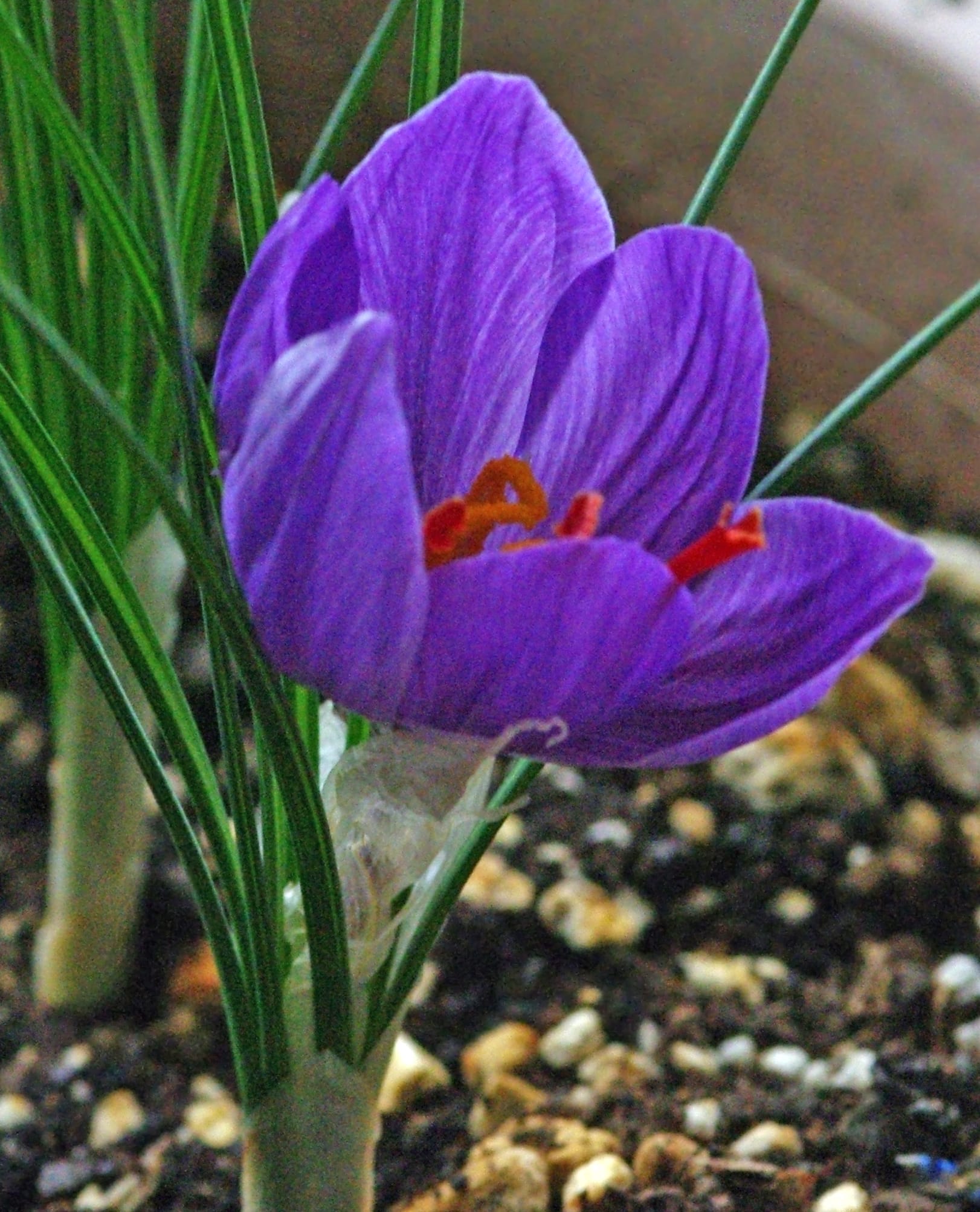 Health - Saffron is effective in treating eye diseases , Health-Saffron is effective in the treatment of eye diseases, Saffron harvest, Saffron cultivation, Economic prosperity in saffron, Medicinal plants, Saffron in the treatment of eye diseases, Saffron in the treatment of eye diseases, Saffron is effective in the treatment of eye diseases