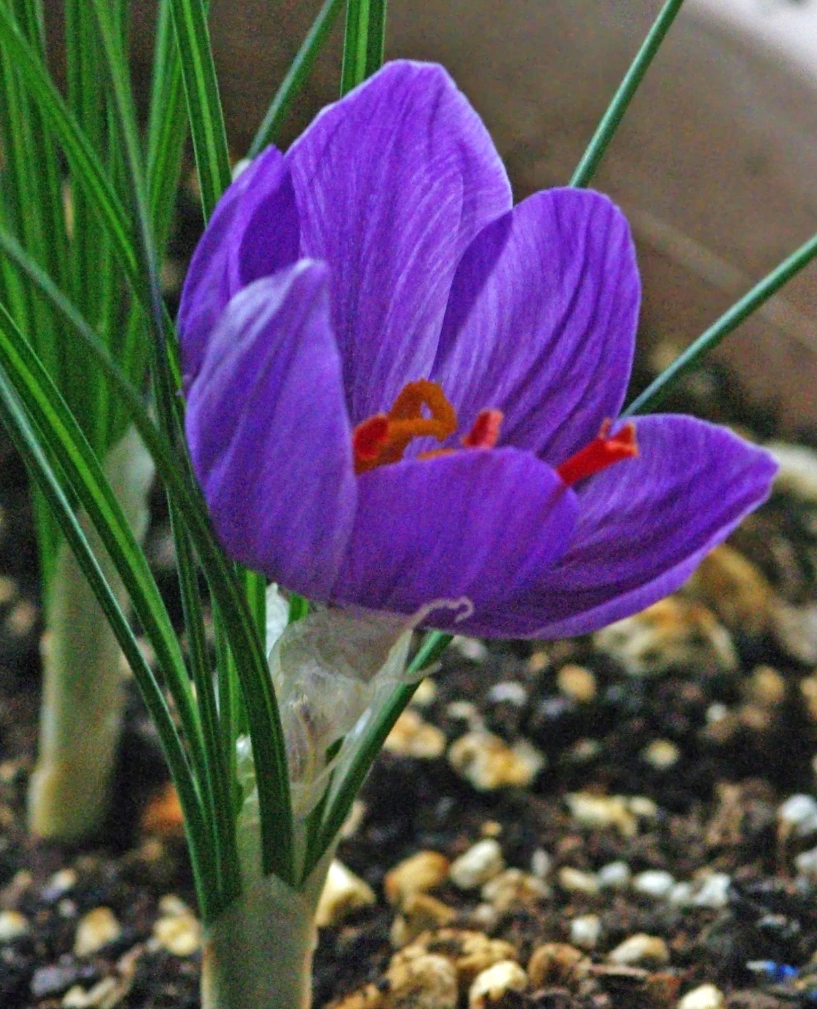 Health - Saffron is effective in treating eye diseases , Health-Saffron is effective in the treatment of eye diseases, Saffron harvest, Saffron cultivation, Economic prosperity in saffron, Medicinal plants, Saffron in the treatment of eye diseases, Saffron in the treatment of eye diseases, Saffron is effective in the treatment of eye diseases