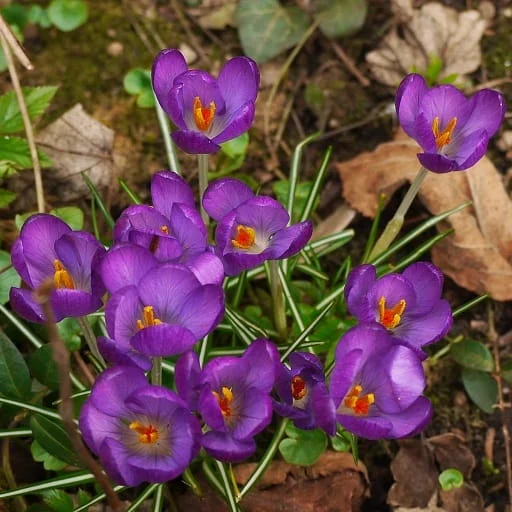 Health - Blood-forming saffron and protector of brain cells , Health-Hematopoietic and Protector of Brain Cells, Saffron Harvest, Saffron Cultivation, Economic Prosperity in Saffron, Medicinal Plants, Health-Hematopoietic Saffron, Hematopoietic Saffron and Protector of Brain Cells, Hematopoietic Saffron, Protector of Brain Cells