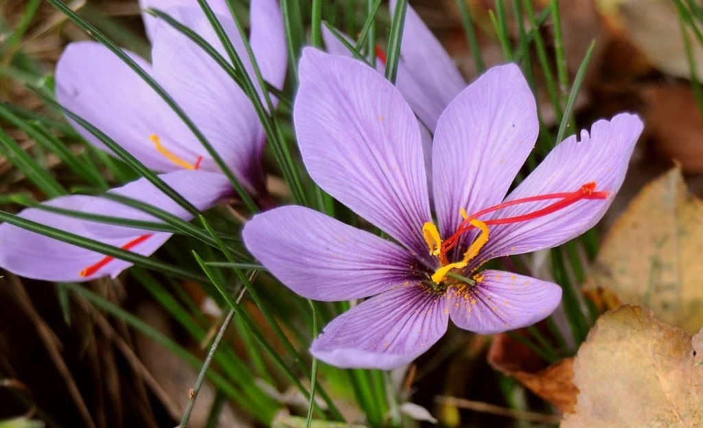 Beginning of saffron harvest from Shahinshahr and Maymeh farms , The beginning of saffron harvest from Shahinshahr farms, Saffron harvest, Saffron cultivation, Economic prosperity in saffron, Medicinal plants, The beginning of saffron harvest from Maymeh farms , Saffron harvest from Shahinshahr and Maymeh farms, Saffron harvest from Shahinshahr farms, Saffron harvest from Maymeh farms