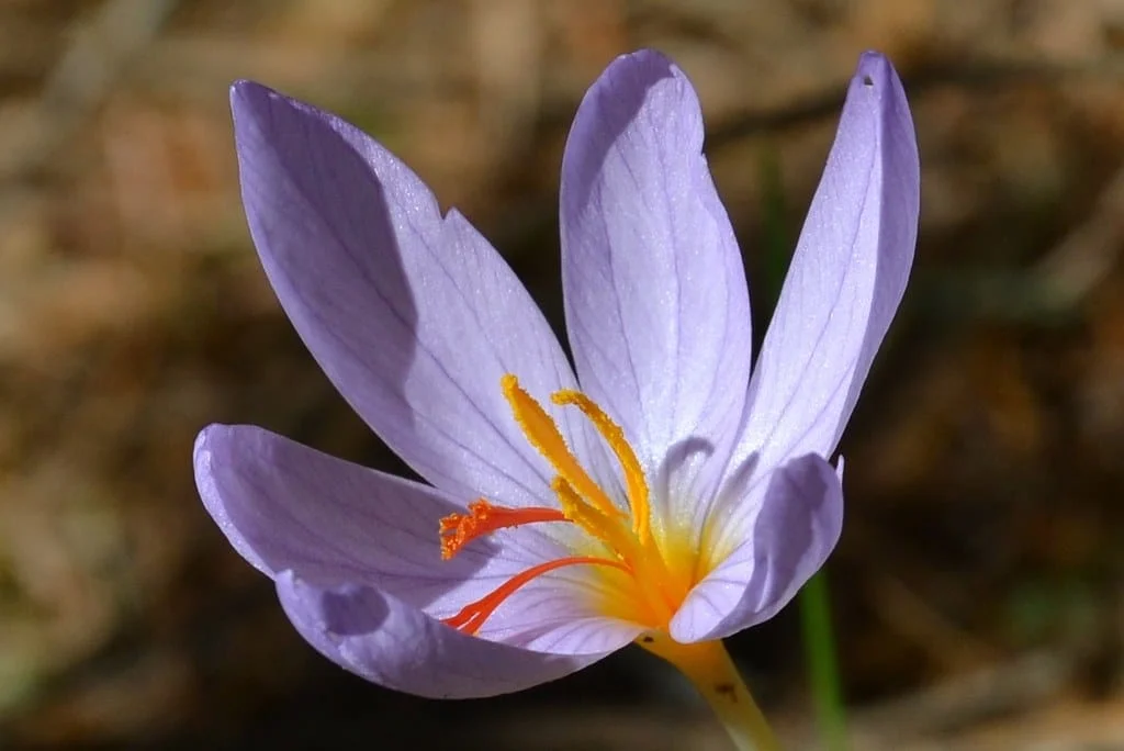 Beginning of saffron harvest from Golpayegan farms , Saffron harvest from farms, Saffron harvest, Saffron cultivation, Economic prosperity in saffron, Medicinal plants, Saffron harvest from Golpayegan farms, Saffron from Golpayegan farms, Golpayegan saffron