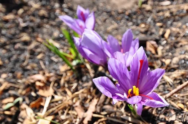 Beginning of saffron harvest from Torqroud lands of Natanz and adjacent villages , The beginning of saffron harvest from Torqrood Natanz lands, Saffron harvest, Saffron cultivation, Economic prosperity in saffron, Medicinal plants, Saffron harvest from Torqrood Natanz lands, Saffron from Natarz Torqrood farms, Saffron from neighboring villages