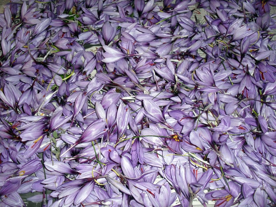 Medicine and Health - Iranian saffron cures MS , Medicine and health - Iranian saffron for MS, Saffron harvest, Saffron cultivation, Economic prosperity in saffron, Medicinal plants, Medicine and health, Iranian saffron cures MS, Saffron and its treatment in MS