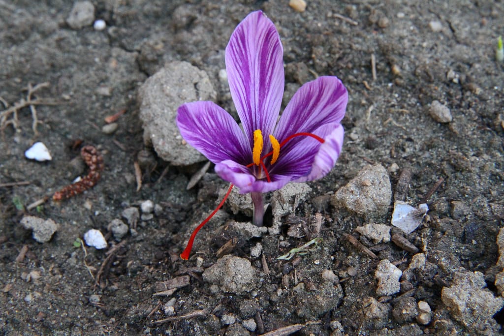 One sixth of Torbat Heydariyeh saffron farms are facing water shortage , Torbat Heydariyeh saffron farms with water shortage, saffron harvest, saffron cultivation, economic prosperity in saffron, medicinal plants, one sixth of Torbat Heydariyeh saffron farms with water shortage, Torbat Heydariyeh saffron with water shortage, Torbat Heydariyeh saffron