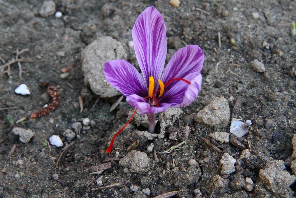 One sixth of Torbat Heydariyeh saffron farms are facing water shortage , Torbat Heydariyeh saffron farms with water shortage, saffron harvest, saffron cultivation, economic prosperity in saffron, medicinal plants, one sixth of Torbat Heydariyeh saffron farms with water shortage, Torbat Heydariyeh saffron with water shortage, Torbat Heydariyeh saffron
