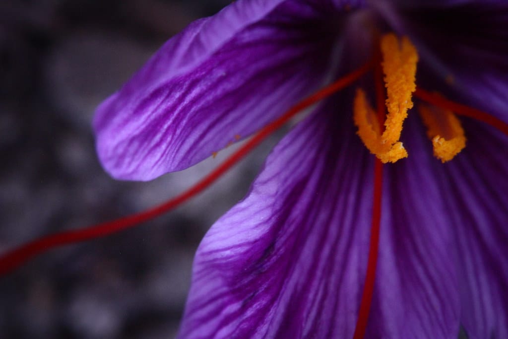 Thirst of more than 600 hectares of saffron farms in Bardaskan , Thirst from Bardaskan saffron farms, Saffron harvest, Saffron cultivation, Economic prosperity in saffron, Medicinal plants, More than 600 hectares of Bardaskan saffron farms, Bardaskan saffron farms, Bardaskan saffron