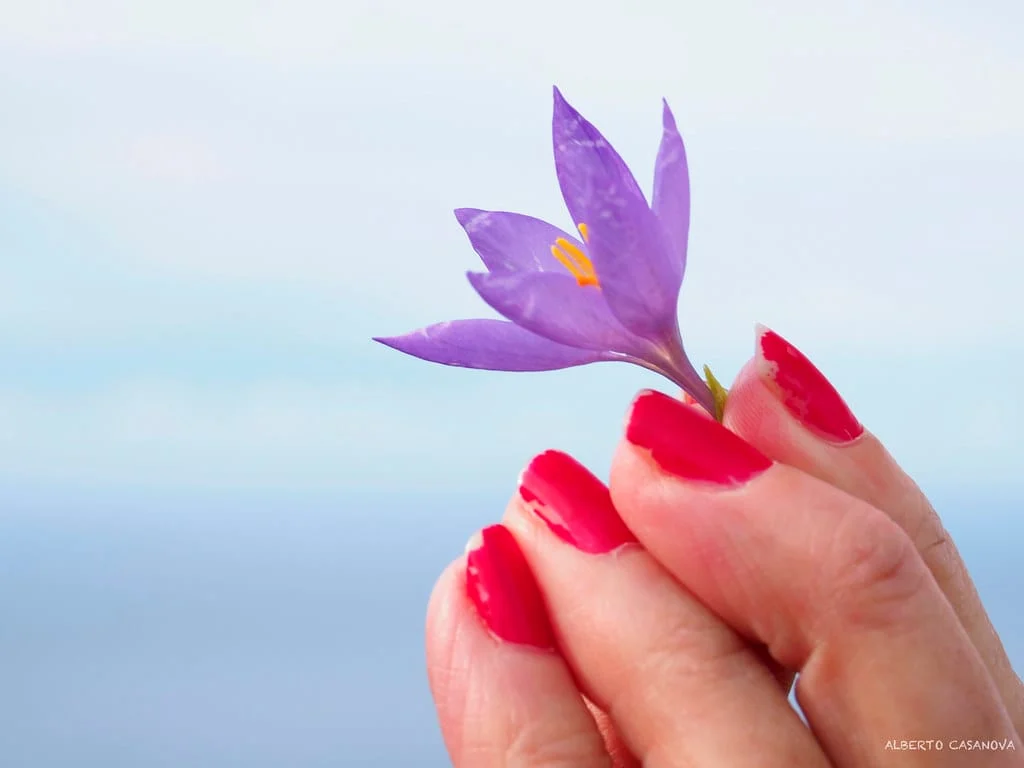 The price of export saffron was halved! , Export saffron price, Saffron harvest, Saffron cultivation, Economic prosperity in saffron, Medicinal plants, Saffron price, Export saffron