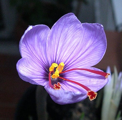 Medicine and Health - Saffron extract is a natural sunscreen,Medicine and Health - Saffron extract is a natural sunscreen,Saffron extract is a natural sunscreen, Saffron harvest, Saffron cultivation, Economic prosperity in saffron, Medicinal plants, Medicine and health, Saffron extract