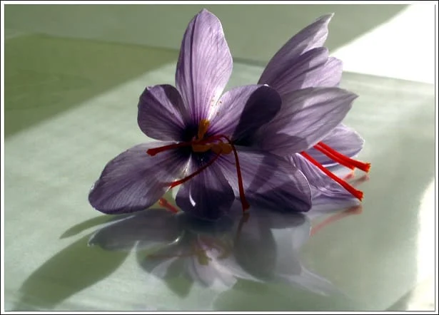 Cultivation of saffron in Kermanshah since the Achaemenid period , Saffron cultivation from the Achaemenid period, Saffron harvest, Saffron cultivation, Economic prosperity in saffron, Medicinal plants, Saffron in Kermanshah from the Achaemenid period, Saffron from the Achaemenid period