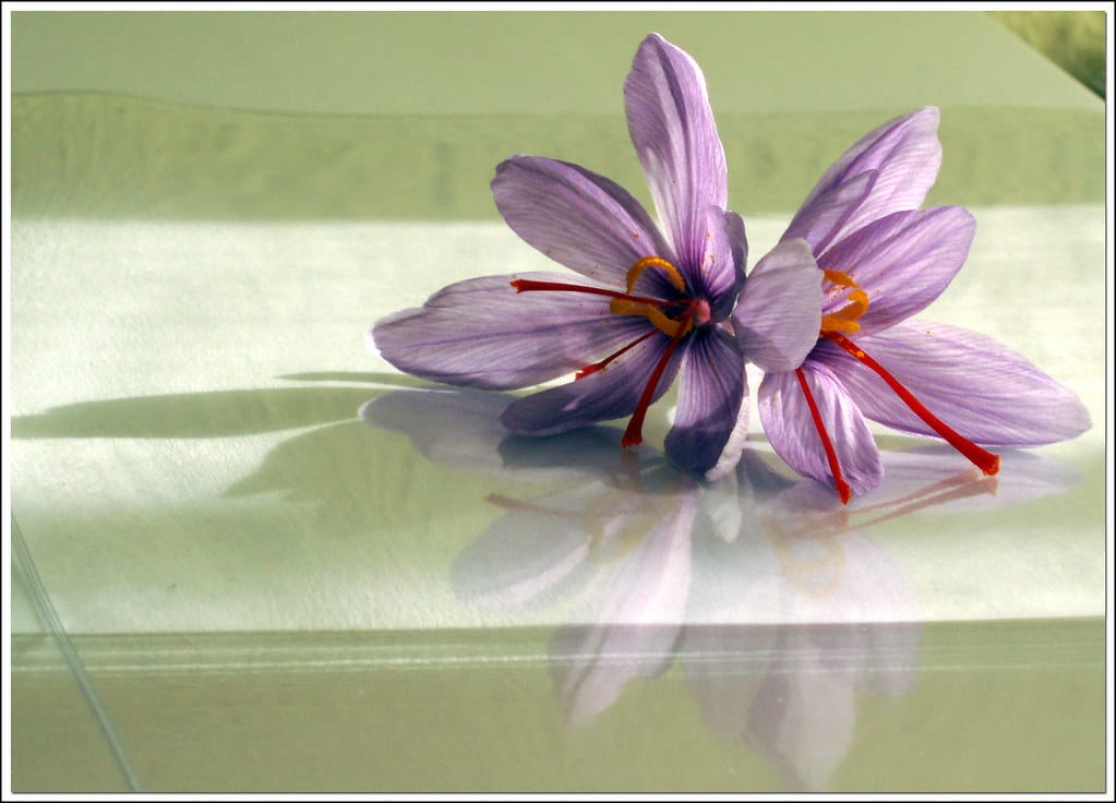 Saffron production is a golden opportunity to create employment , Saffron production golden opportunity, saffron harvest, saffron cultivation, economic prosperity in saffron, medicinal plants, saffron golden opportunity to create employment, saffron production opportunity for employment