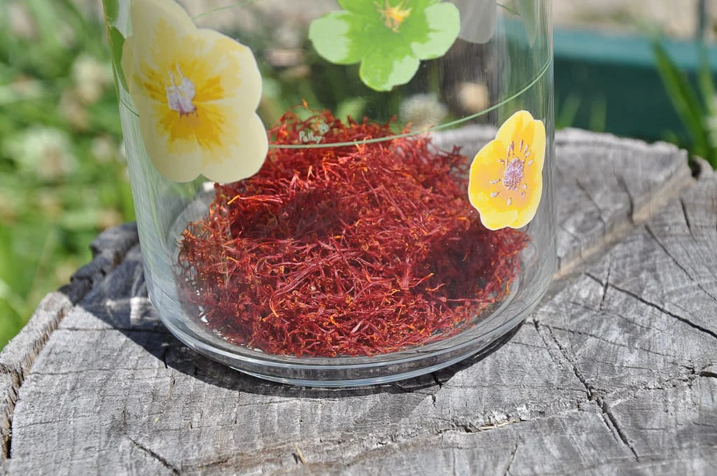 Unkind to Iranian red gold (saffron) , Unkindness to Iranian red gold, Saffron harvest, Saffron cultivation, Economic prosperity in saffron, Medicinal plants, Unkindness to Iranian saffron, Unkindness to red gold, Unkindness to saffron
