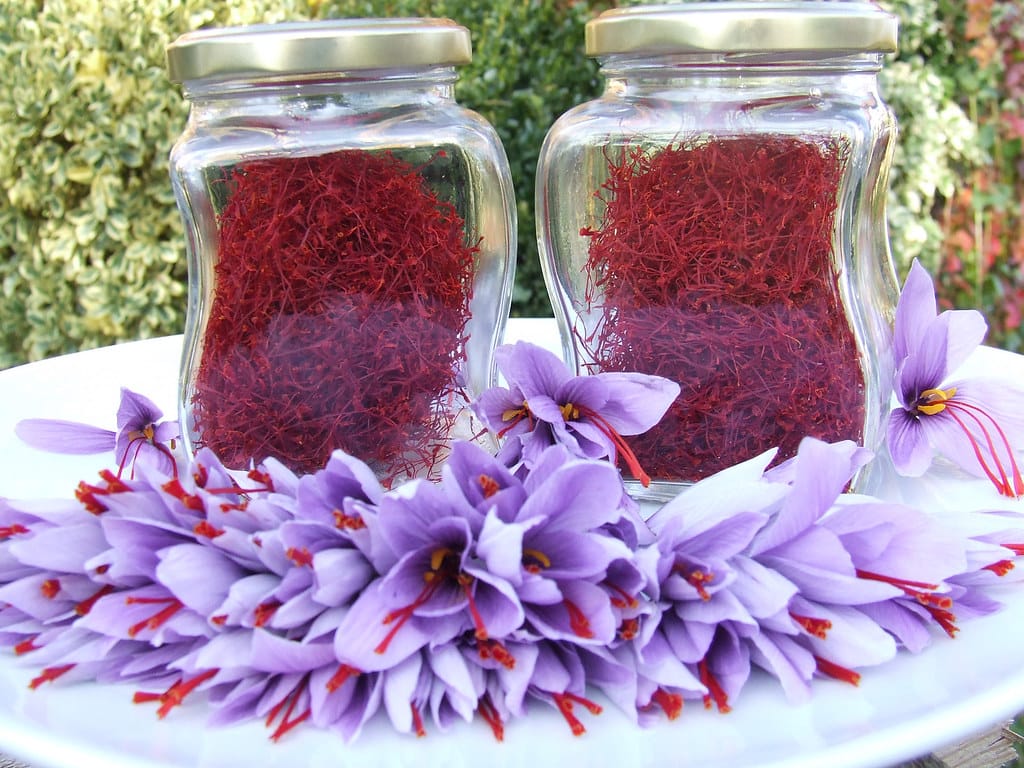 Ghainat of the land of Iranian red gold , Ghainat Red Gold Land, Saffron Harvest, Saffron Cultivation, Economic Prosperity in Saffron, Medicinal Plants, Ghainat Saffron, Ghainat Iranian Saffron Land, Ghainat Saffron Land