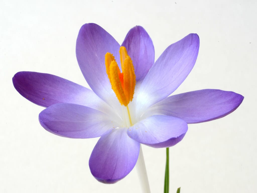 Reduction of $ 1000 in red gold prices in world markets,Reduction of red gold prices in world markets, saffron harvest, saffron cultivation, economic prosperity in saffron, medicinal plants, red gold prices in world markets, red gold in world markets