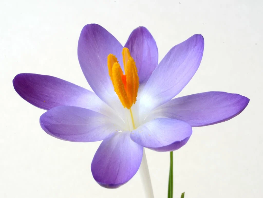 Reduction of $ 1000 in red gold prices in world markets,Reduction of red gold prices in world markets, saffron harvest, saffron cultivation, economic prosperity in saffron, medicinal plants, red gold prices in world markets, red gold in world markets