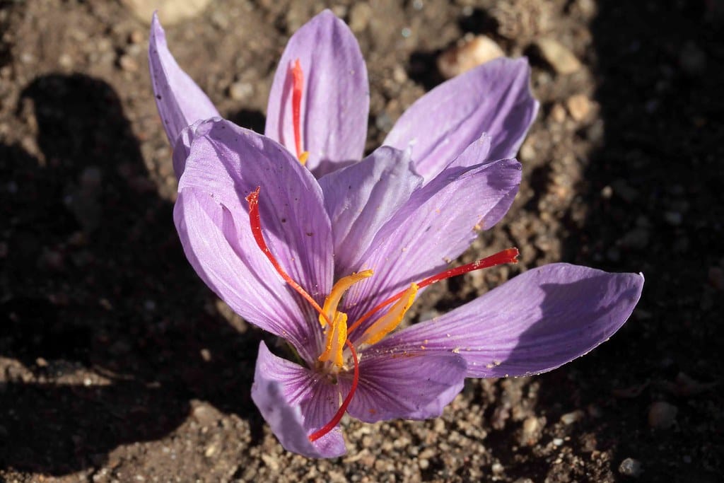Cultivation of red gold in 57000 hectares of farms in Khorasan Razavi , Cultivation of red gold in 57000 hectares of farms in Khorasan, Saffron harvest, Cultivation of saffron, Economic prosperity in saffron, Medicinal plants, Cultivation of red gold in Khorasan Razavi, Cultivation of red gold in 57000 hectares of farms in Khorasan