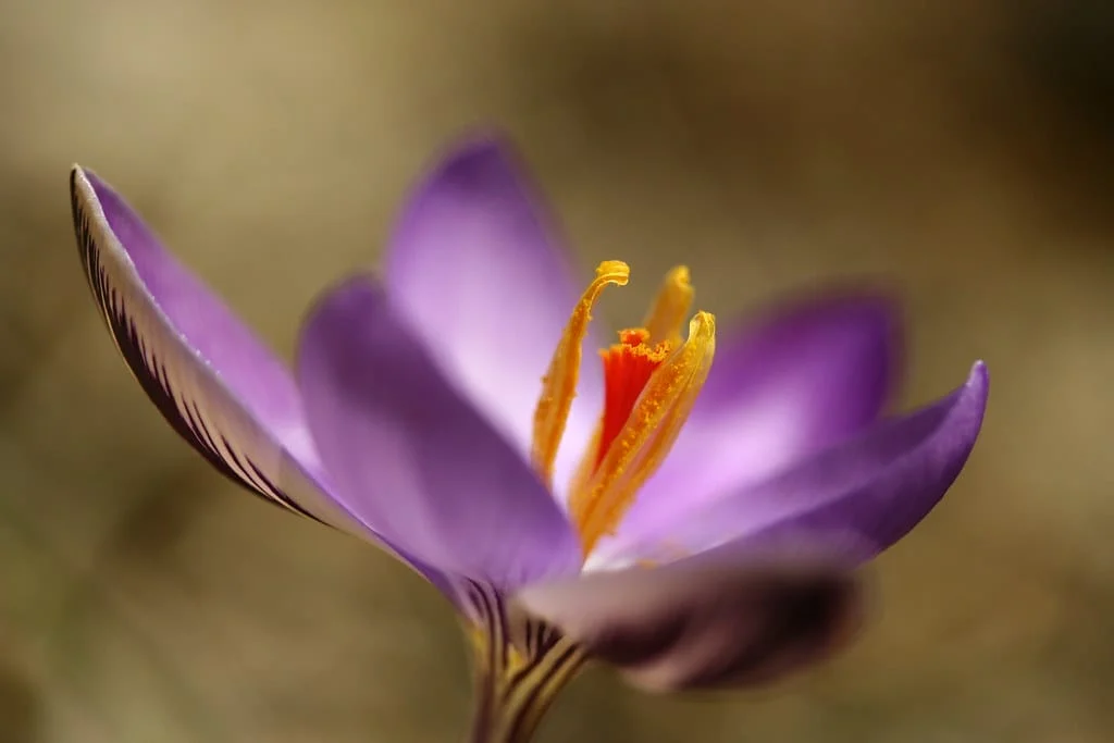 Workshops under the stairs have endangered the health of red gold, Red Gold Health Workshops, Saffron Harvesting, Saffron Cultivation, Saffron Economic Prosperity, Medicinal Plants, Saffron Health Workshops Endangered, Red Gold Health Endangered, Saffron Health Endangered