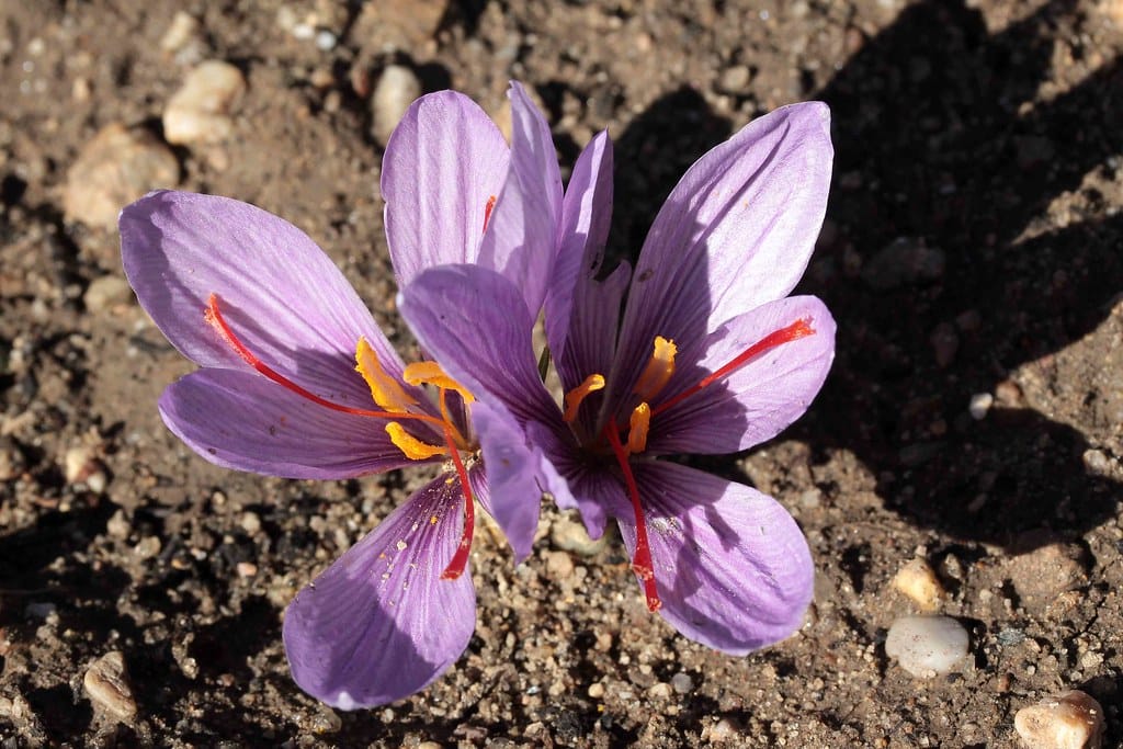 Bulk sale of aphthae saffron flowers for red gold export , Sale of pest saffron flowers in bulk for export, Saffron harvest, Saffron cultivation, Economic prosperity in saffron, Medicinal plants, Pest saffron flowers for red gold export, Pest for red gold export, Sale of saffron flowers in bulk