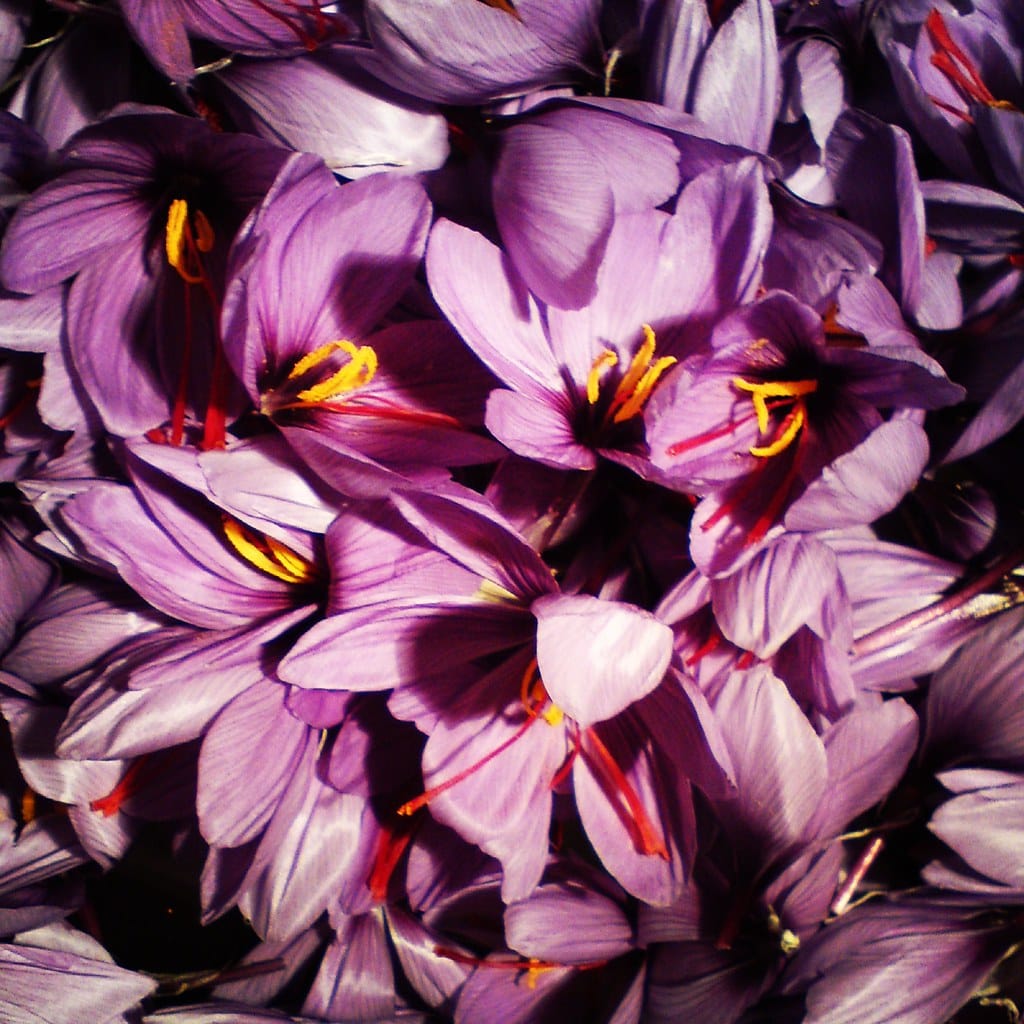 Red gold production with a comprehensive annual plan of 500 tons , Production of red gold with annual comprehensive plan, Saffron harvest, Saffron cultivation, Economic prosperity in saffron, Medicinal plants, Production of red gold with comprehensive plan, Red gold with annual comprehensive plan, Sale of red gold