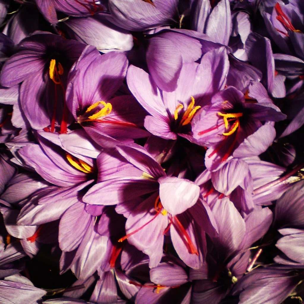 Red gold production with a comprehensive annual plan of 500 tons , Production of red gold with annual comprehensive plan, Saffron harvest, Saffron cultivation, Economic prosperity in saffron, Medicinal plants, Production of red gold with comprehensive plan, Red gold with annual comprehensive plan, Sale of red gold