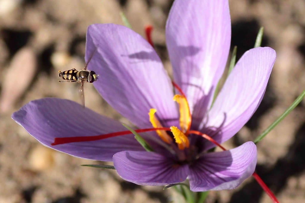 Bardaskan saffron thirsty fields were irrigated , Bardaskan red gold thirsty farms were irrigated, Saffron harvest, Saffron cultivation, Economic prosperity in saffron, Medicinal plants, Bardaskan red saffron thirsty farms, Bardaskan red gold thirsty farms, Bardaskan saffron