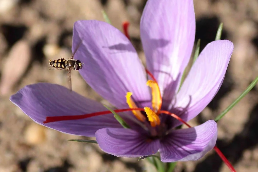 Bardaskan saffron thirsty fields were irrigated , Bardaskan red gold thirsty farms were irrigated, Saffron harvest, Saffron cultivation, Economic prosperity in saffron, Medicinal plants, Bardaskan red saffron thirsty farms, Bardaskan red gold thirsty farms, Bardaskan saffron