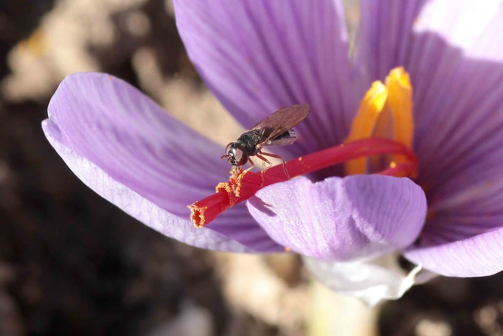 The beginning of red gold harvest in the desert of Iran , The beginning of red gold harvest, Saffron harvest, Saffron cultivation, Economic prosperity in saffron, Medicinal plants, The beginning of red gold harvest in the desert, The beginning of saffron harvest in the Iranian desert, Iranian desert saffron