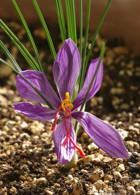 Brokers own the 1200 billion Iranian red gold market , Dealers' ownership of Iran's red gold market, Saffron harvest, Saffron cultivation, Economic prosperity in saffron, Medicinal plants, Dealers' ownership of Iran's saffron market, Dealers' ownership of Iran's saffron market, Dealers of Iran's red gold market