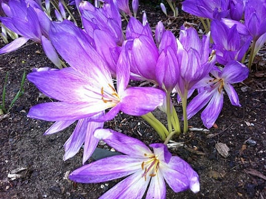 Planting red gold in 5000 meters of agricultural land in Iran , Planting red gold in agricultural land in Iran, Saffron harvest, Saffron cultivation, Economic prosperity in saffron, Medicinal plants, Planting red gold in agricultural land, Planting saffron in agricultural land in Iran, Planting saffron in agricultural land
