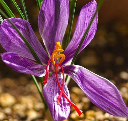 Saffron is the king of plants that have no king , Saffron king of plants, saffron harvest, saffron cultivation, economic prosperity in saffron, medicinal plants, planting red gold, red gold king of plants that do not have a king, saffron king