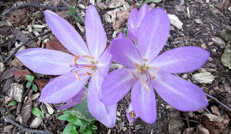 Supply of saffron in the stock market solves red gold problems , Supply of saffron in the stock market solves problems, Cultivation of saffron, Economic prosperity in saffron, Medicinal plants, Planting red gold, Stock market Solving the problems of red gold, Supply of saffron in the stock market