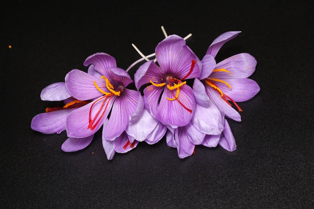 Does the commodity exchange turn red gold , Commodity exchange gets saffron color, Saffron cultivation, Economic prosperity in saffron, Medicinal plants, Red gold planting, Saffron color commodity exchange, Red gold color commodity exchange
