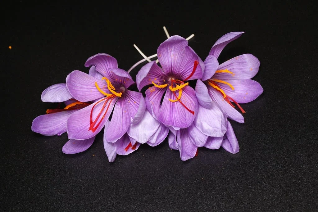 Does the commodity exchange turn red gold , Commodity exchange gets saffron color, Saffron cultivation, Economic prosperity in saffron, Medicinal plants, Red gold planting, Saffron color commodity exchange, Red gold color commodity exchange