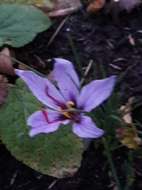 Export production forecast and red gold price , Export production forecast and price of saffron, Saffron cultivation, Economic prosperity in saffron, Medicinal plants, Red gold production forecast, Red gold export forecast, Red gold price forecast, Iranian saffron