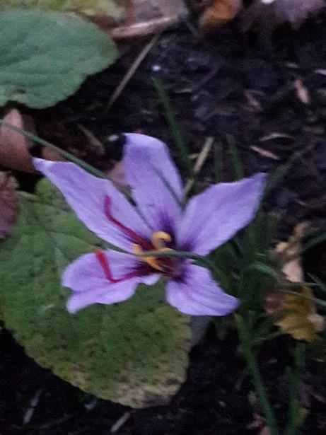 Export production forecast and red gold price , Export production forecast and price of saffron, Saffron cultivation, Economic prosperity in saffron, Medicinal plants, Red gold production forecast, Red gold export forecast, Red gold price forecast, Iranian saffron