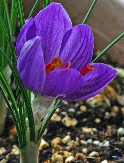 Production of one ton of red gold in the north of Kerman province , Red Gold Production in North Kerman, Saffron Cultivation, Economic Prosperity in Saffron, Medicinal Plants, Red Gold Production in Kerman, Saffron Production in North Kerman Province, Saffron Production in Kerman Province, Iranian Saffron