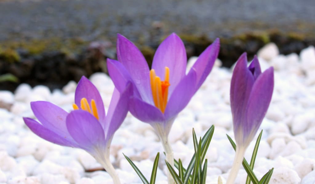 Harvesting 10 kg of red gold from Buin Zahra farms , Red gold harvest from Buin Zahra farms, Saffron cultivation, Economic prosperity in saffron, Medicinal plants, Saffron harvest from Buin Zahra farms, Saffron from Buin Zahra farms, Buin Zahra saffron, Iranian saffron