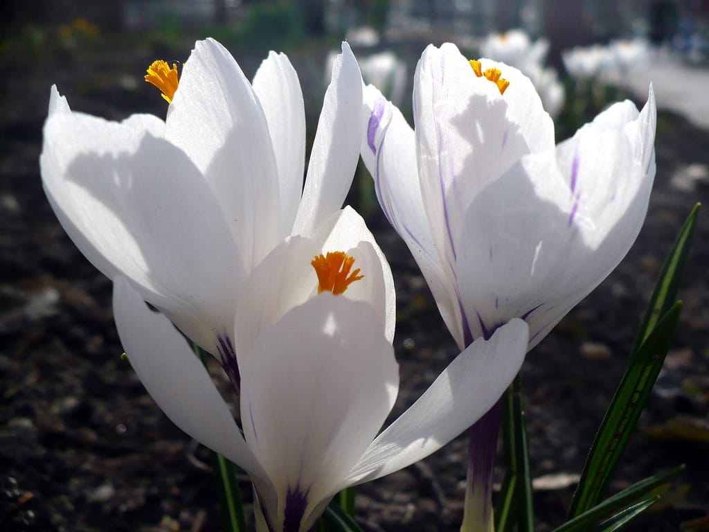 20% increase in saffron harvest and export , Increase in saffron harvest and export, Saffron cultivation, Economic prosperity in saffron, Medicinal plants, 20% increase in saffron harvest, 20% increase in saffron harvest, Iranian saffron