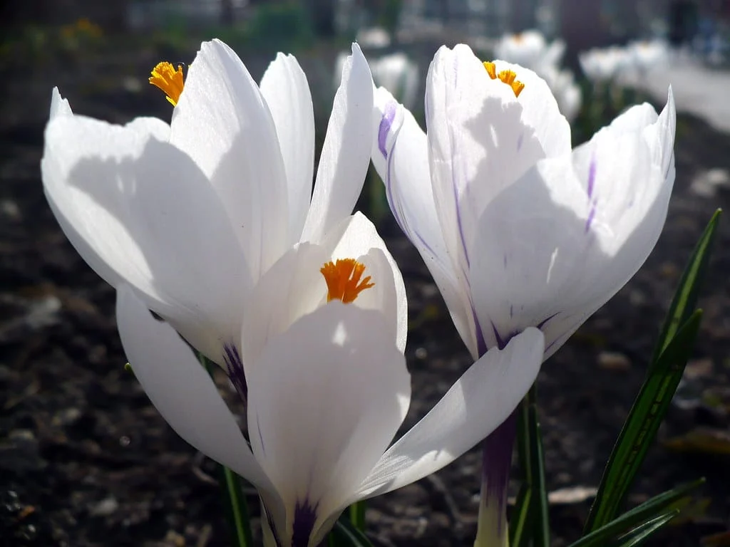 20% increase in saffron harvest and export , Increase in saffron harvest and export, Saffron cultivation, Economic prosperity in saffron, Medicinal plants, 20% increase in saffron harvest, 20% increase in saffron harvest, Iranian saffron