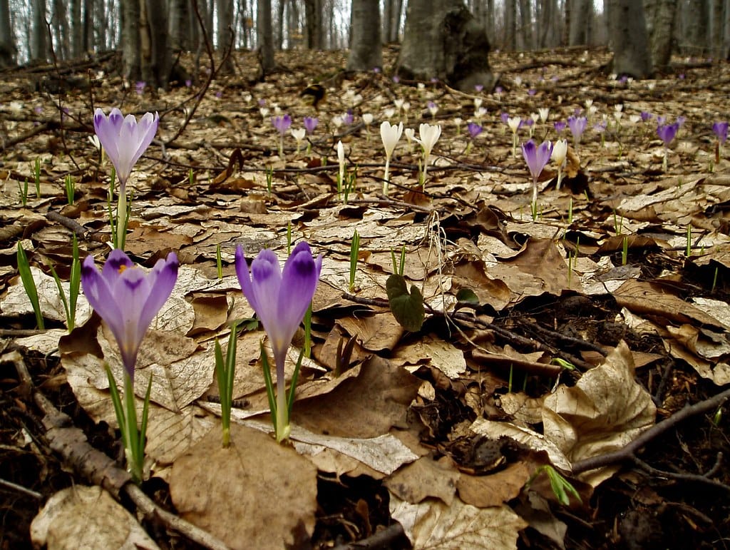 The latest price of saffron in the market inside and outside Iran , The latest price of red gold in the market inside and outside Iran, saffron cultivation, economic prosperity in saffron, medicinal plants, the price of saffron in the market inside and outside Iran, the latest price of saffron in the market, Iranian saffron