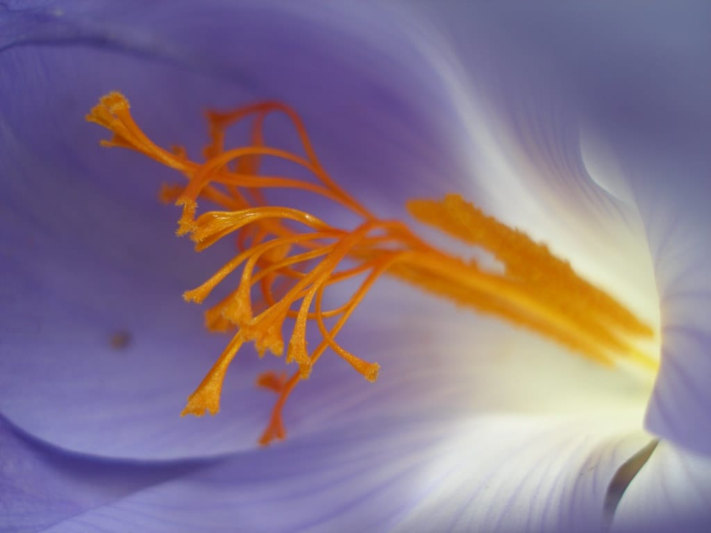 Concerns about the future of Iranian red gold , Concerns about the future of Iranian saffron, Saffron harvest, Saffron cultivation, Economic prosperity in saffron, Medicinal plants, The future of Iranian red gold, Iranian red gold, The future of Iranian saffron, Iranian saffron