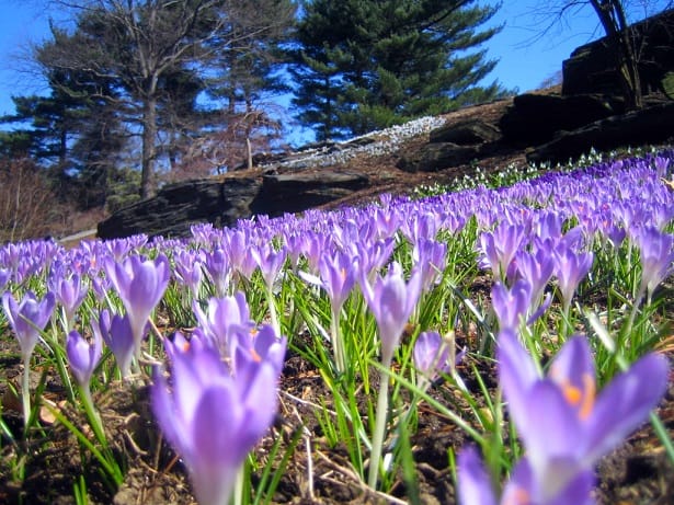 The United States hosts 41 kilos of Iranian red gold , United States Host of 41 kg Iranian Saffron, Saffron Harvest, Saffron Cultivation, Economic Prosperity in Saffron, Medicinal Plants, United States Host of Iranian Red Gold, United States Host of Iranian Saffron, United States Host of Red Gold, United States Host of Saffron