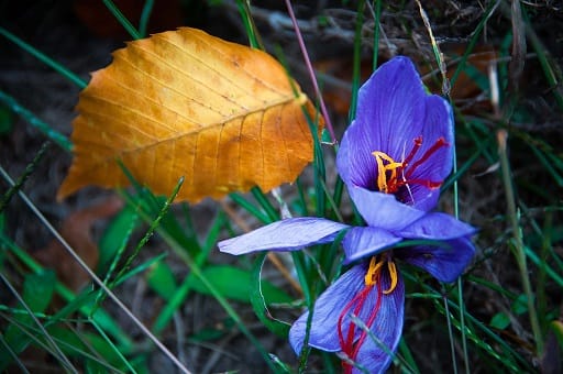 Dream weaving stock for Iranian saffron , Dream weaving stock for saffron, saffron harvest, saffron cultivation, economic prosperity in saffron, medicinal plants, stock for Iranian saffron, Iranian saffron