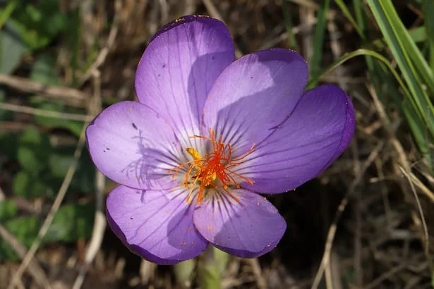 Raw selling is a long-standing problem of Iranian saffron , Sale of raw saffron long-standing problem, Saffron harvest, Saffron cultivation, Economic prosperity in saffron, Medicinal plants, Long-standing problem of Iranian saffron, Iranian saffron