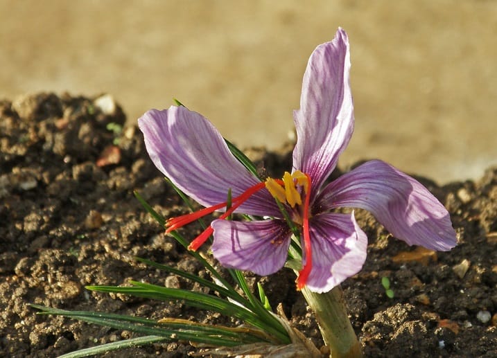 The price of each kilo of saffron is from 6 to 12 million Tomans , Price per kilo of Iranian saffron from, Saffron harvest, Saffron cultivation, Economic prosperity in saffron, Medicinal plants, Price per kilo of saffron from, Iranian saffron