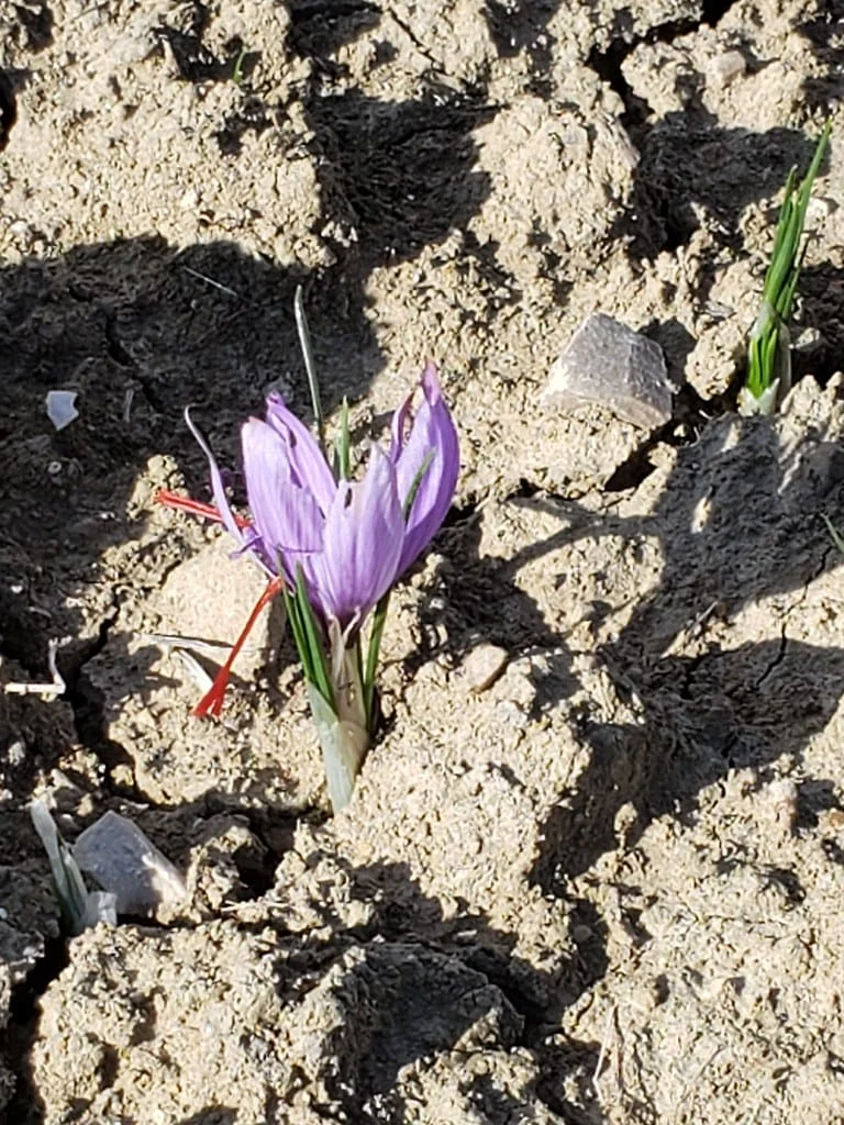 The yellow face of the Iranian red gold should be magenta , Yellow face of Iranian red gold, Saffron harvest, Saffron cultivation, Economic prosperity in saffron, Medicinal plants, Yellow face of Iranian saffron should be reddened, Iranian red gold yellow, Iranian saffron